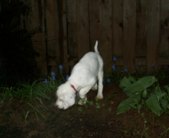 Bravely exploring Uncle Don's yard in Portland before her flight to AK, 9 wks old.